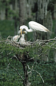 Great Egret (Casmerodius albus). Louisiana. USA