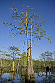 Bald Cypress Trees (Taxodium distichum) in Louisiana Swamp. Louisiana, USA