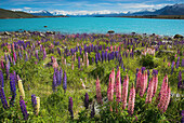 Lupins on the shores of Lake Tekapo, McKenzie Basin, New Zealand