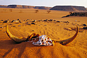 Horns of aoudad at desert. Egypt