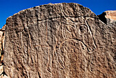 Cattle, rock carving. Lybia