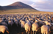 Sheeps in Puy de Dôme. France