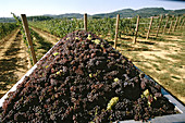 Vintage, Carlo di Pradis winery vineyards. Collio region, Friuli-Venezia Giulia, Italy
