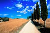 Country road. Tuscany. Italy