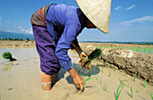 Replanting rice. Muang Sing. Laos