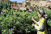 Roses harvesting near Tourbist village. Dades Valley, Great Atlas region. Morocco