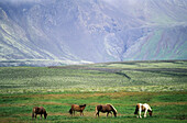 Icelandic horses. Iceland