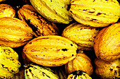 Cacao. La Maison du Cacao. Basse Terre. Pointe Noir. Guadeloupe. West Indies (FR)