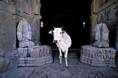 Sacred cow at Hindu temple of the ancient city of Bijolia. Rajasthan. India