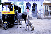 Rickshaw, cow and dog at the blue village, Jodhpur. Rajasthan, India
