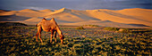 Bactrian Camel. Khongoryn Els Dune. Gobi Desert. Gobi National Park. Omnogov province. Mongolia