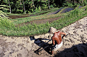 Rice field. Pujung, near Ubud. Bali. Indonesia