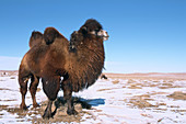 Winter. Gobi desert. Mongolia.