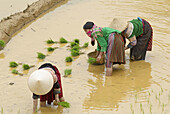 Vietnam. North Vietnam. Bac Ha area. Work on the rice field. Flower Hmong ethnic group.
