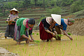 Vietnam. North Vietnam. Bac Ha area. Work on the rice field. Flower Hmong ethnic group.