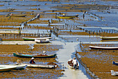 Indonesia. Bali. Nusa Lembongan island. Algae cultivation.