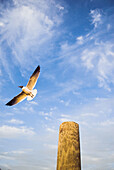 Florida Keys Seagull. USA