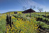 Barn and mustard flowers bloom in spring in a vineyard in the Carneros Region. Napa Valley Wine Country. California. USA