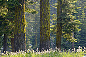 Sunlight on wildflowers and grass in mixed Conifer Forest at Dorst Creek, Sequoia National Park, California