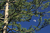 Moon over pines, General Grant Grove of Sequoia trees, Kings Canyon National Park, western Sierra, California