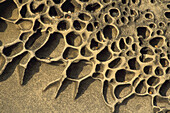 Trapped small pebbles and wind make tafoni formation in stone, Bean Hollow State Beach, San Mateo Coast, California