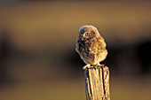 Little Owl (Athene noctua)