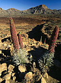 Guajara. Las Cañadas del Teide National Park. Tenerife Island. Canary Islands, Spain