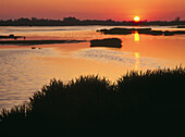 Doñana National Park. Huelva province. Spain