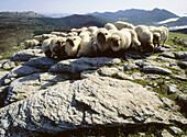 Latxas sheep in Valderejo Natural Park. Alava. Euskadi, Spain