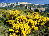 Gorse (Ulex europaeus) in Cantabria Mountain Range. Alava. Euskadi, Spain