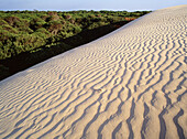 Inglesillo Dune in Doñana National Park. Huelva province. Andalucia, Spain