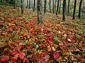 American Oak trees, Parque Natural del Señorío de Bértiz. Valle del Baztán. Navarre. Spain