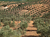 Olive trees. Torrecilla de la Jara. Toledo province, Spain