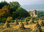 Maize. Olot. La Garrocha. Girona province. Catalonia. Spain