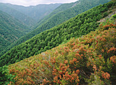 Oak trees. Muniellos. Asturias. Spain