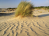 Dunes in Doñana National Park. Huelva province. Andalucia, Spain