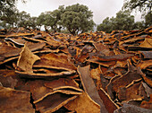 Cork barks from cork oaks (Quercus suber). Cadiz province. Andalucia, Spain