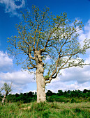 Pyrenean Oak (Quercus pyrenaica)