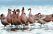 Lesser Flamingoes (Phoeniconaias minor). Nakuru Lake. Kenya