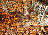 Leaves and pool. Navarra, Spain