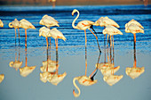 Greater Flamingos (Phoenicopterus ruber)