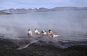 Hot springs. Antarctica