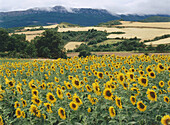 Sunflowers. Izki Natural Park. Álava. Spain