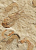 Carpopenaeus callirostris, Lebanese fossile shrimp, Late Cretaceous