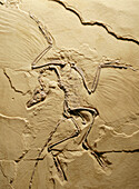 Fossil bird (Archaeopteryx litho). Solnhofen. Bavaria. Germany