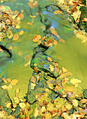  Aussen, Außen, Bach, Bäche, Blatt, Blätter, Detail, Details, Farbe, Fluss, Flüsse, Hintergrund, Hintergründe, Konzept, Konzepte, Nahaufnahme, Nahaufnahmen, Nass, Natur, Oberfläche, Oberflächen, Pflanze, Pflanzen, Stilleben, Tageszeit, Vertikal, Wald, Wäl