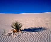 Yuca plant in White Sand National Monument. USA