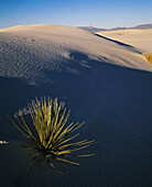 Yucca (Yucca sp.). White Sands National Monument. New Mexico. USA