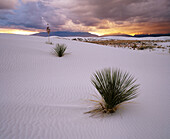 Yucca (Yucca sp.). White Sands National Monument. New Mexico. USA