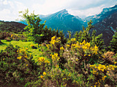 Gorse. Cañon de Añisclo. Parque Natural de Ordesa. Huesca province. Aragon. Spain